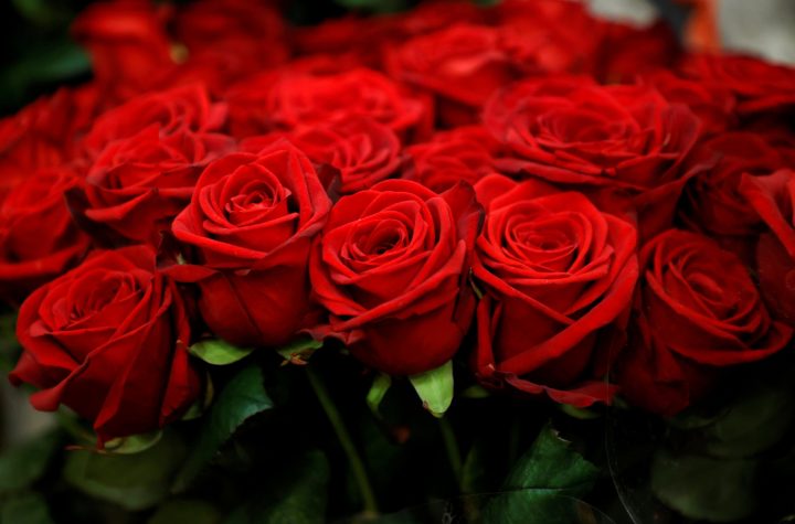 Red Rose Delivery