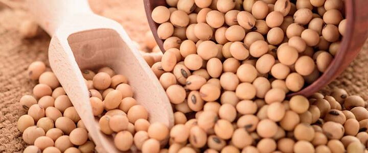 Benefits of Soybeans for Your Nutrition and Health