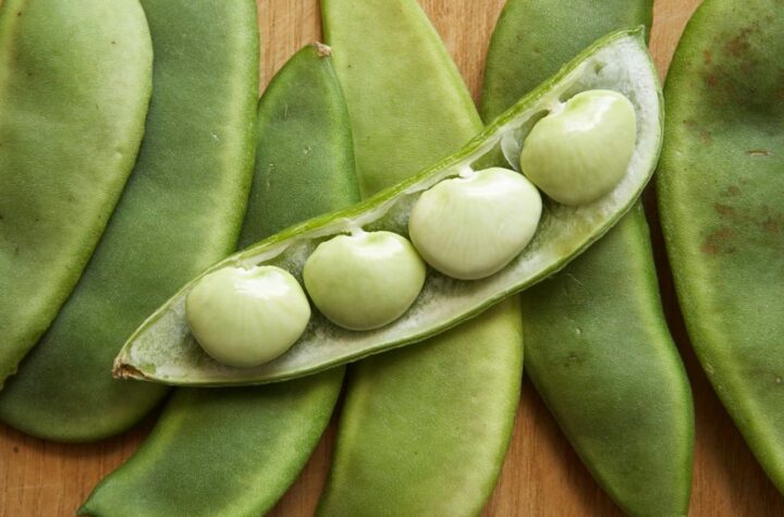Information About Lima Beans And Health Benefits